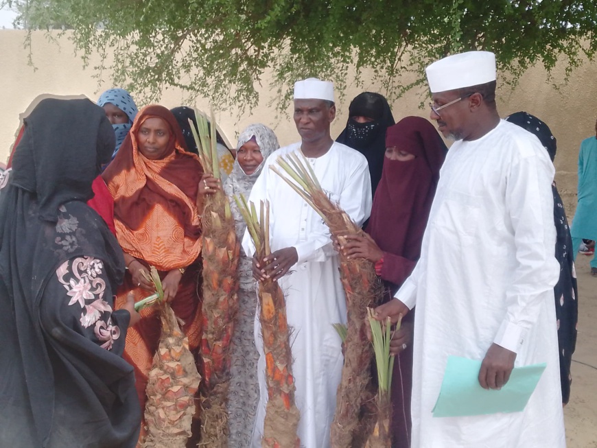 Tchad : 1 000 rejets de dattiers distribués dans la province du Barh El Gazel Tchad : 1 000 rejets de dattiers distribués dans la province du Barh El Gazel