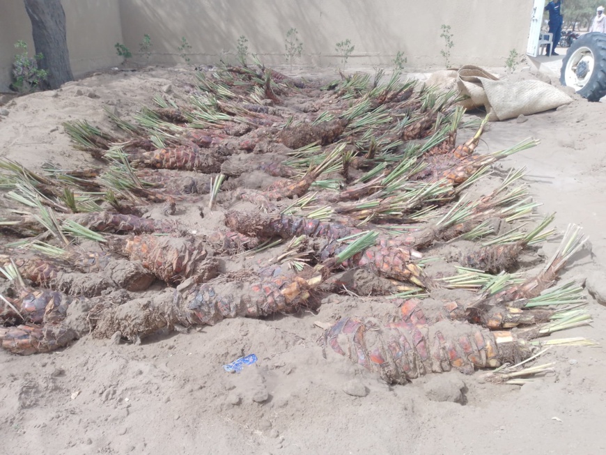 Tchad : 1 000 rejets de dattiers distribués dans la province du Barh El Gazel Tchad : 1 000 rejets de dattiers distribués dans la province du Barh El Gazel