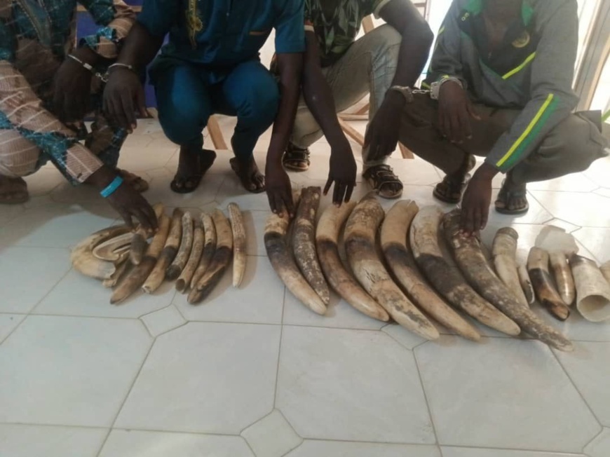 Lutte contre le trafic d'espèces sauvages au Togo : 4 trafiquants présumés d'ivoire arrêtés à Kara Lutte contre le trafic d'espèces sauvages au Togo : 4 trafiquants présumés d'ivoire arrêtés à Kara