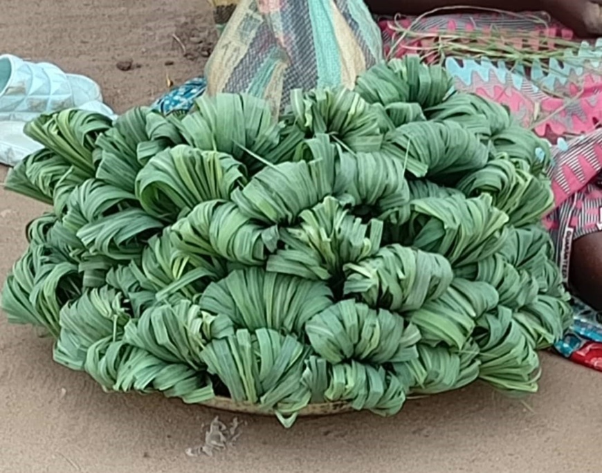 Citronnelle: Une plante aux multiples vertus Citronnelle: Une plante aux multiples vertus