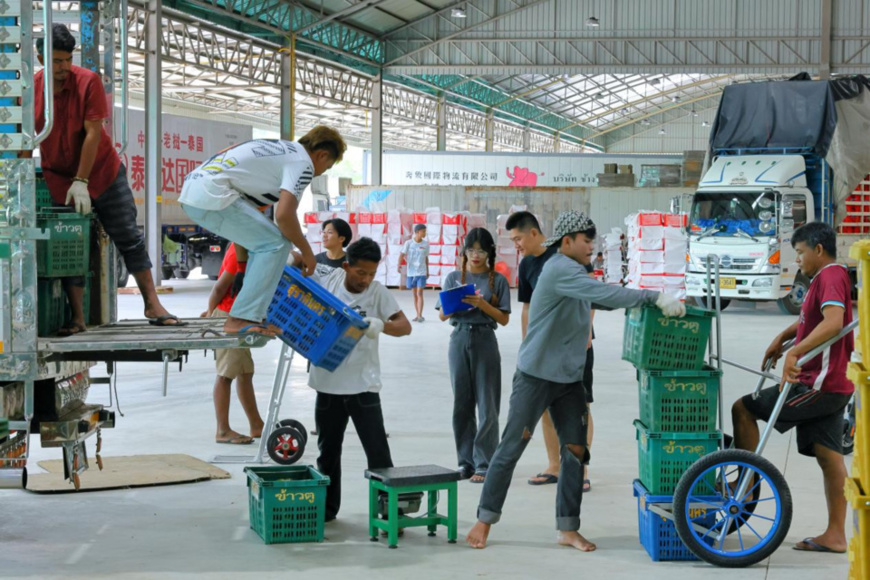Workers transfer mangosteens outside a mangosteen processing plant in Chanthaburi province, Thailand. (Photo by Bai Yuanqi/People's Daily) Workers transfer mangosteens outside a mangosteen processing plant in Chanthaburi province, Thailand. (Photo by Bai Yuanqi/People's Daily)