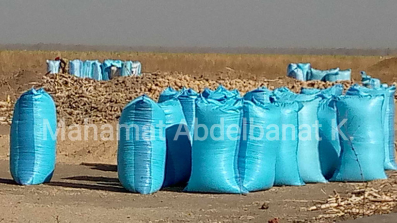 Tchad : face à la cherté de céréale à Am-Timan, la population broie du noir Tchad : face à la cherté de céréale à Am-Timan, la population broie du noir