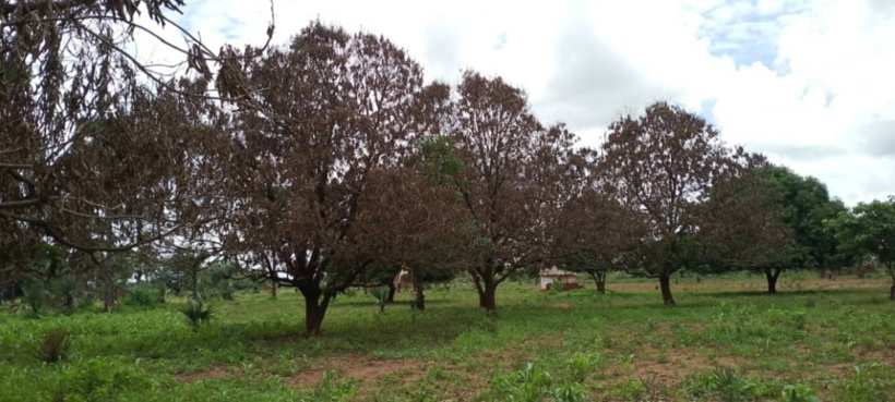Tchad : au Logone Oriental, les arbres fruitiers dépérissent malgré les précipitations