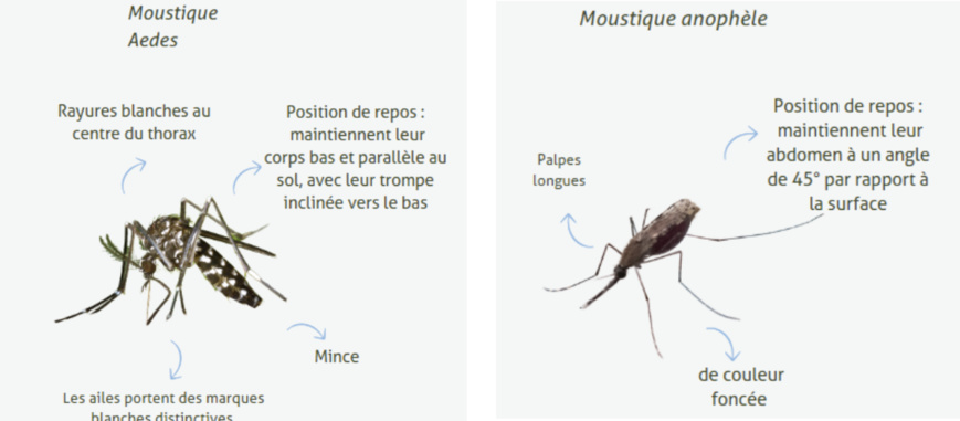Dengue ou paludisme? Comment distinguer les maladies transmises par les moustiques Dengue ou paludisme? Comment distinguer les maladies transmises par les moustiques