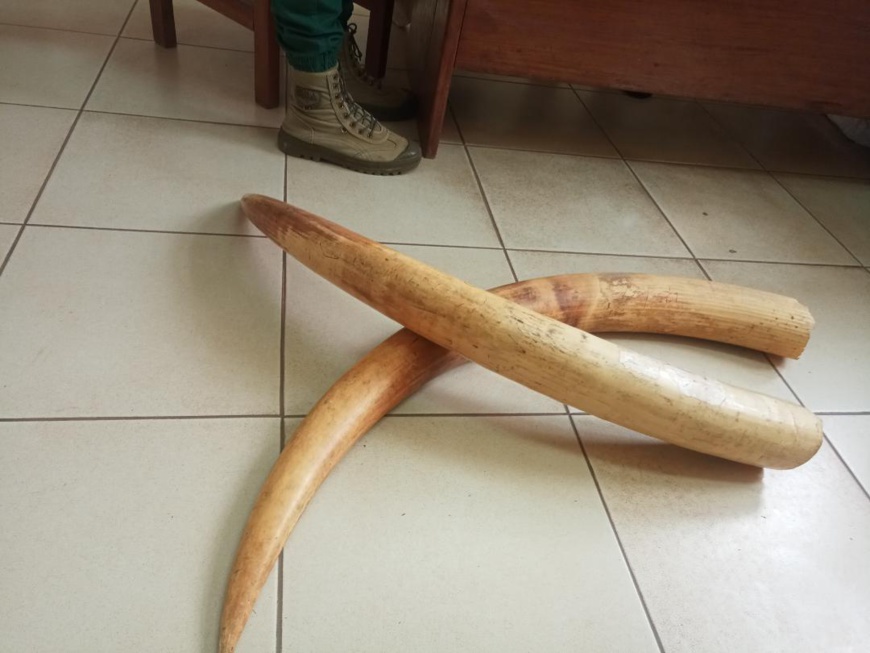 Cameroun : deux ingénieurs informaticiens arrêtés en possession de défenses d'éléphants Cameroun : deux ingénieurs informaticiens arrêtés en possession de défenses d'éléphants