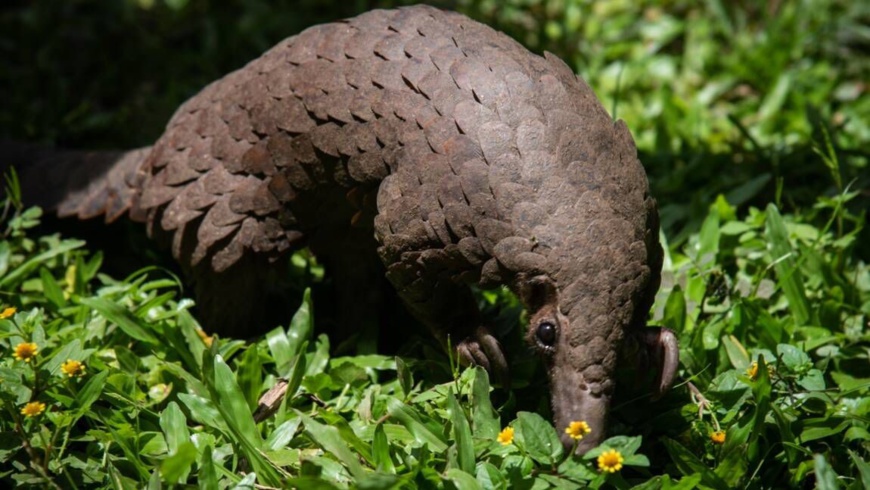 Le pangolin d’Afrique en danger Le pangolin d’Afrique en danger