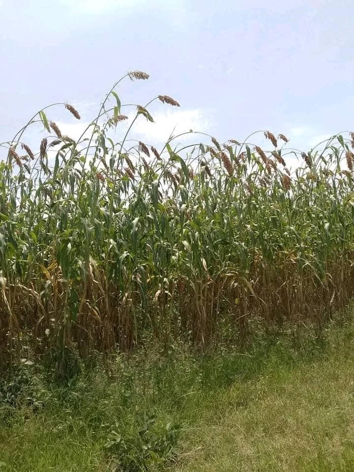 Tchad : Mauvaise gestion des produits agricoles, un souci pour les paysans Tchad : Mauvaise gestion des produits agricoles, un souci pour les paysans