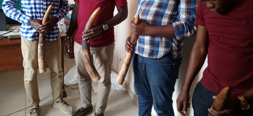 Cameroun : quatre personnes comparaissent devant le tribunal  d’Ebolowa pour trafic d'ivoire Cameroun : quatre personnes comparaissent devant le tribunal  d’Ebolowa pour trafic d'ivoire