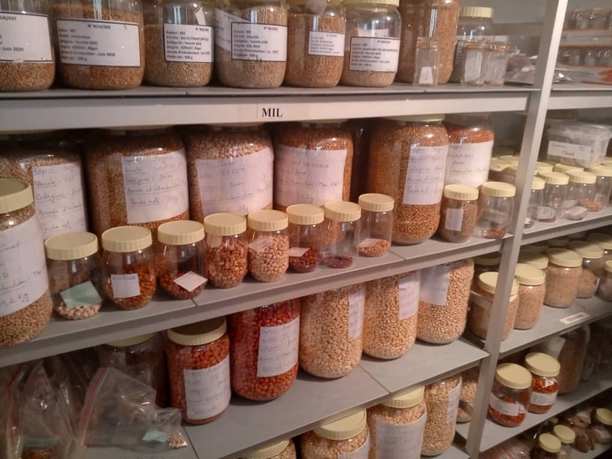 Le Tchad sauvegarde son patrimoine génétique au Svalbard Le Tchad sauvegarde son patrimoine génétique au Svalbard