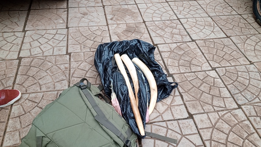 Cameroun : un militaire arrêté pour trafic d'animaux sauvages menacés Cameroun : un militaire arrêté pour trafic d'animaux sauvages menacés