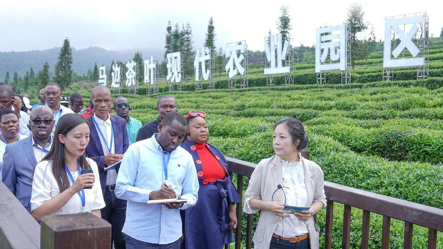 Photo shows African officials visiting a modern tea plantation in Leshan, southwest China's Sichuan province, during the first Seminar on Poverty Reduction and Development for African Officials held in May this year. (Photo by Song Haoxin/People's Daily) Photo shows African officials visiting a modern tea plantation in Leshan, southwest China's Sichuan province, during the first Seminar on Poverty Reduction and Development for African Officials held in May this year. (Photo by Song Haoxin/People's Daily)