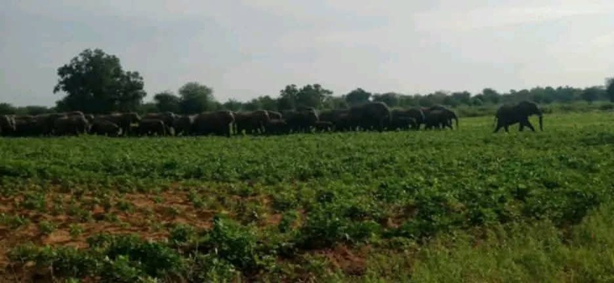Cameroun - Kalfou : Des éléphants dévastent les champs, les populations menacent de manifester Cameroun - Kalfou : Des éléphants dévastent les champs, les populations menacent de manifester