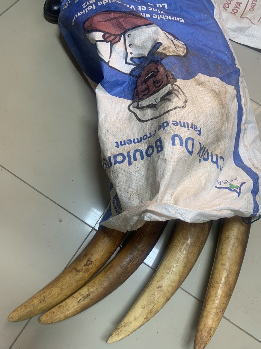 Cameroun : un pasteur d'une Eglise Pentecôtiste arrêté pour trafic d'animaux sauvages Cameroun : un pasteur d'une Eglise Pentecôtiste arrêté pour trafic d'animaux sauvages