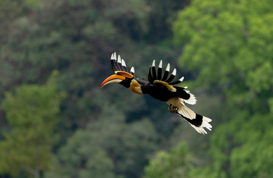 A hornbill flies in the Tongbiguan provincial-level nature reserve in Yingjiang county, Dehong Dai and Jingpo autonomous prefecture, southwest China's Yunnan province. (Photo by Yang Jialin/People's Daily Online) A hornbill flies in the Tongbiguan provincial-level nature reserve in Yingjiang county, Dehong Dai and Jingpo autonomous prefecture, southwest China's Yunnan province. (Photo by Yang Jialin/People's Daily Online)