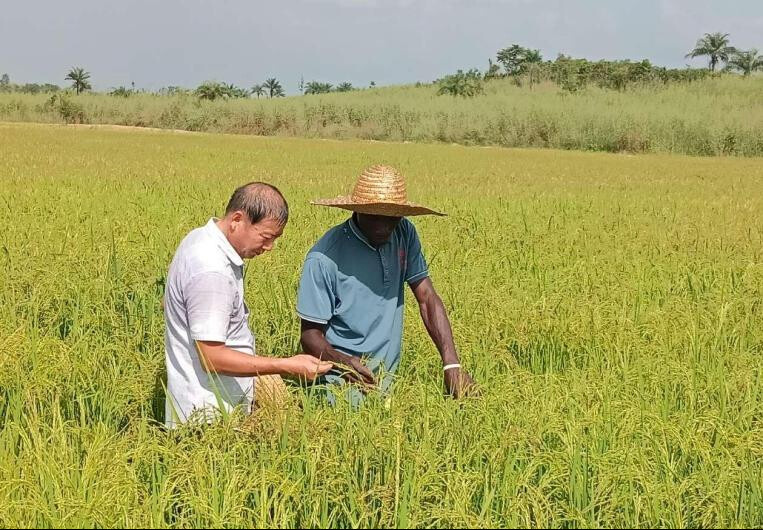 A Chinese rice expert instructs a local farmer in Sierra Leone to prevent and control plant diseases and insect pests. (Photo by Li Youliang) A Chinese rice expert instructs a local farmer in Sierra Leone to prevent and control plant diseases and insect pests. (Photo by Li Youliang)