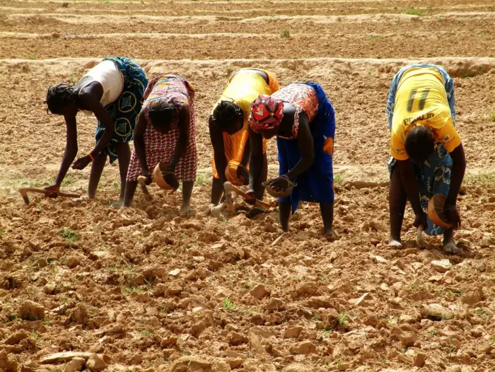 L'Agriculture en Afrique. Crédit : Jennifer Lazuta /IRIN