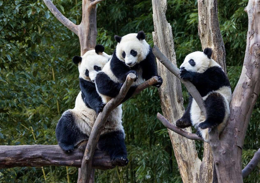 Photo shows pandas at the Shenshuping giant panda base in Wolong National Nature Reserve, southwest China's Sichuan province. (Photo by Chen Xianlin/People's Daily Online) Photo shows pandas at the Shenshuping giant panda base in Wolong National Nature Reserve, southwest China's Sichuan province. (Photo by Chen Xianlin/People's Daily Online)