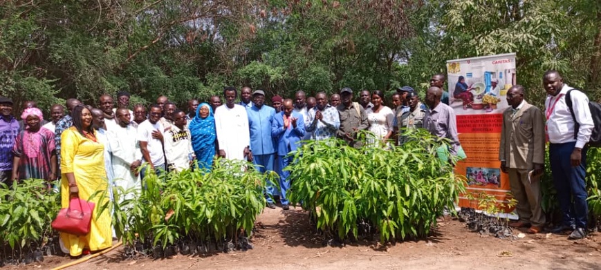 Tchad - Moyen-Chari : Le projet SODEFIKA forme à la technique du greffage de plants de karité Tchad - Moyen-Chari : Le projet SODEFIKA forme à la technique du greffage de plants de karité