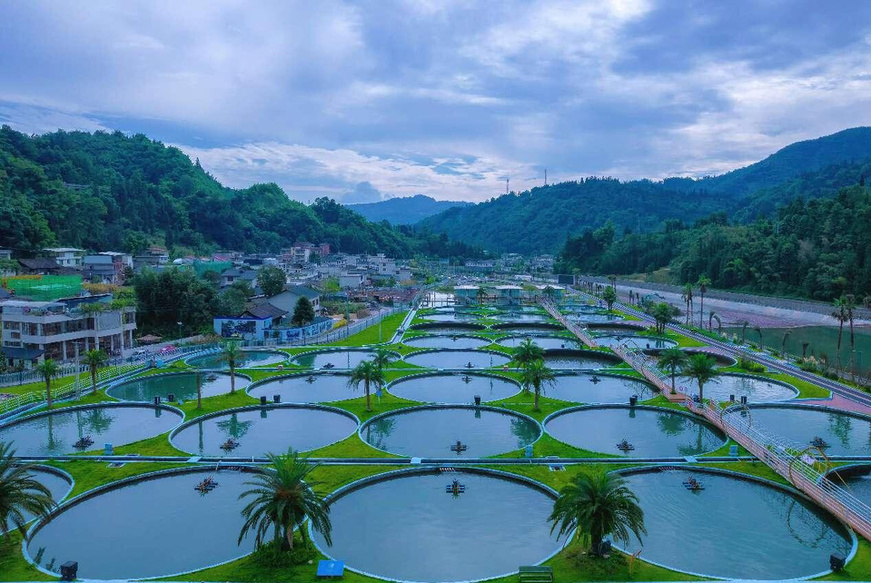 At a cold-water fish farming base in Tuanjie village, Tianquan county, Ya'an, southwest China's Sichuan province, neatly arranged fish ponds stretch in perfect order. It is estimated that 14 grams of every 100 grams of caviar worldwide come from Ya'an. (Photo by Ai Jiaxian/People's Daily Online) At a cold-water fish farming base in Tuanjie village, Tianquan county, Ya'an, southwest China's Sichuan province, neatly arranged fish ponds stretch in perfect order. It is estimated that 14 grams of every 100 grams of caviar worldwide come from Ya'an. (Photo by Ai Jiaxian/People's Daily Online)