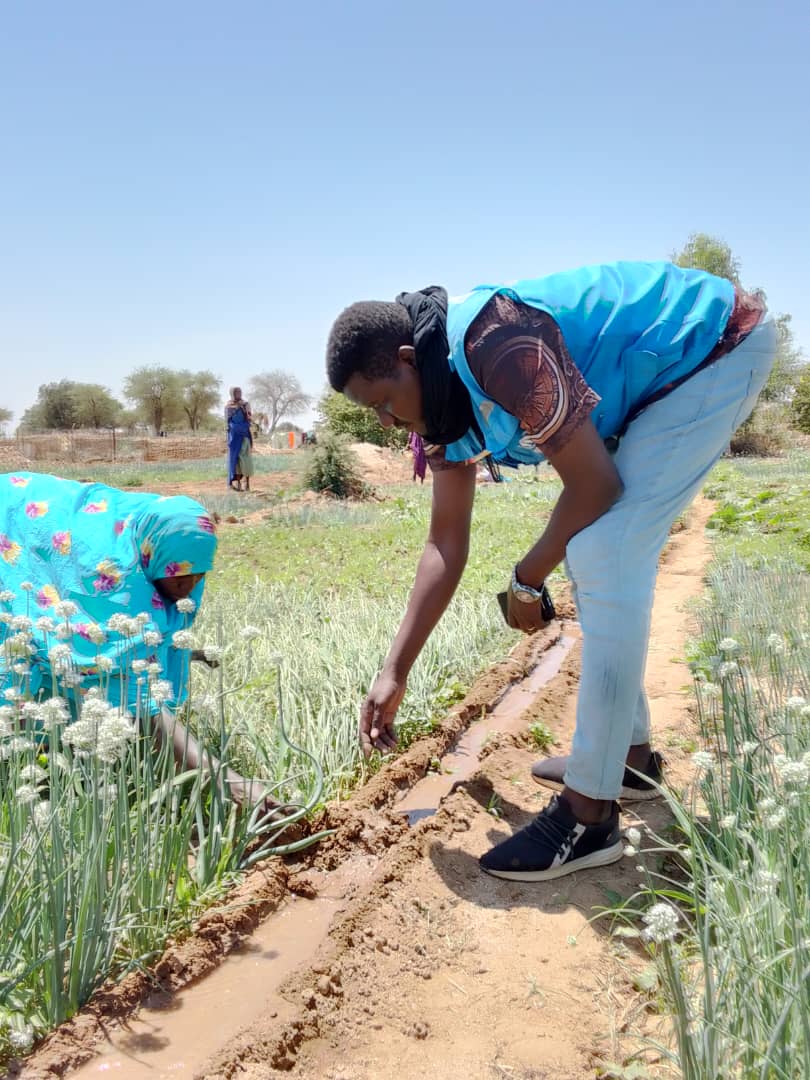 Tchad : L'agriculture maraîchère, une bouée de sauvetage pour les réfugiés et les autochtones de Hadjar Hadid Tchad : L'agriculture maraîchère, une bouée de sauvetage pour les réfugiés et les autochtones de Hadjar Hadid