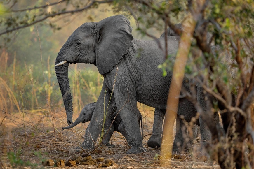 Plus de 500 Éléphants dans le Parc National de Zakouma au Tchad