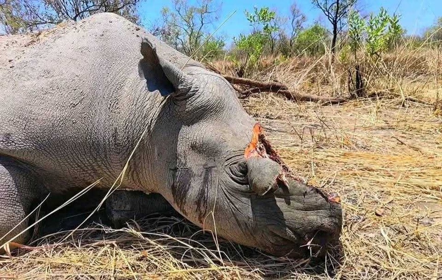 Tchad : l’AJDE réagit face à la menace des braconniers sur les rhinocéros du Parc de Zakouma