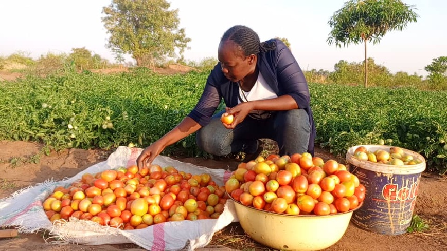 Tchad : Dendjim Antoinette, une agronome engagée dans la culture biologique à Mbagti Tchad : Dendjim Antoinette, une agronome engagée dans la culture biologique à Mbagti
