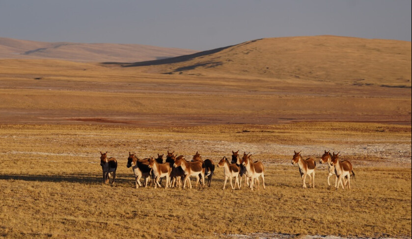 Photo shows Tibetan wild asses in Hoh Xil in northwest China's Qinghai province. (Photo by Gan Haiqiong/People's Daily Online)