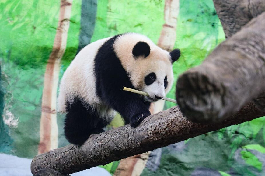 Giant panda Katyusha plays in the Moscow Zoo. (Photo provided by the Moscow Zoo)