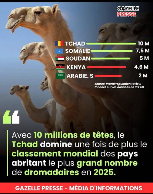 Info et Image : Gazelle Presse Info et Image : Gazelle Presse