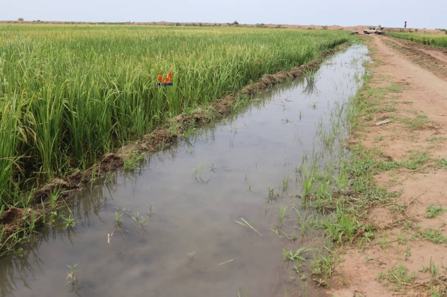 Tchad : le CEMGA évalue le projet pilote de culture de riz en contre-saison de l’OGEMIP au Mayo-Kebbi Est Tchad : le CEMGA évalue le projet pilote de culture de riz en contre-saison de l’OGEMIP au Mayo-Kebbi Est