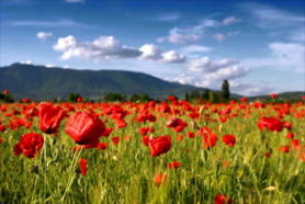 Bonne fête de Saint Valentin à mes amies, mes sœurs, mes mamans et à toutes les femmes Centrafricaines Bonne fête de Saint Valentin à mes amies, mes sœurs, mes mamans et à toutes les femmes Centrafricaines