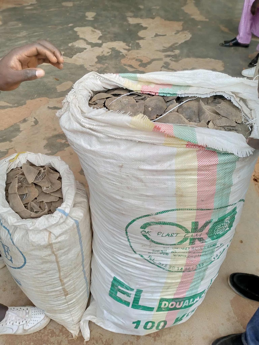 Cameroun :  trois trafiquants devant le tribunal pour commerce illégal d'écailles de pangolins à Ntui