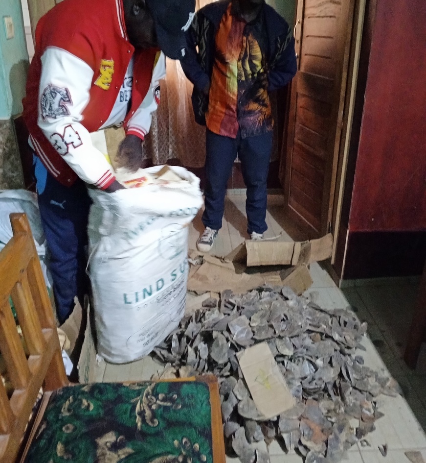 Cameroun : deux personnes arrêtées avec 90 kg d'écailles de pangolin géant à Tibati Cameroun : deux personnes arrêtées avec 90 kg d'écailles de pangolin géant à Tibati