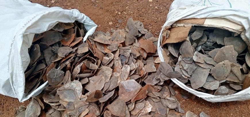 Cameroun : deux personnes arrêtées avec 90 kg d'écailles de pangolin géant à Tibati Cameroun : deux personnes arrêtées avec 90 kg d'écailles de pangolin géant à Tibati