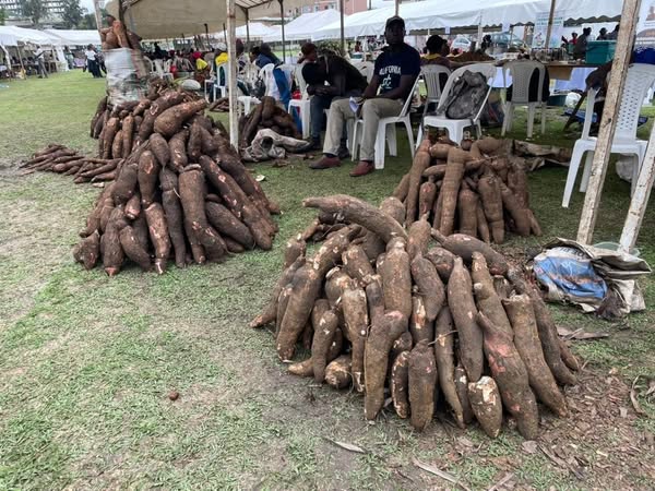 Cameroun : Le festival international du manioc bat son plein à Douala Cameroun : Le festival international du manioc bat son plein à Douala