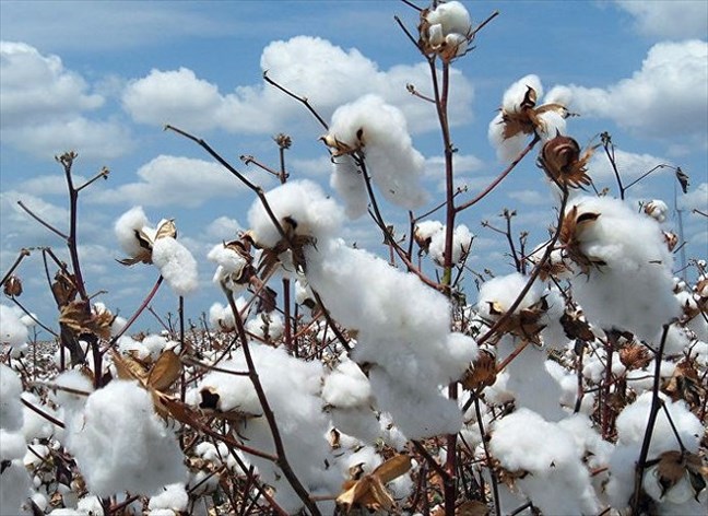 Côte d'Ivoire : Le gouvernement fixe le prix du coton graine et maintient son soutien à la filière Côte d'Ivoire : Le gouvernement fixe le prix du coton graine et maintient son soutien à la filière