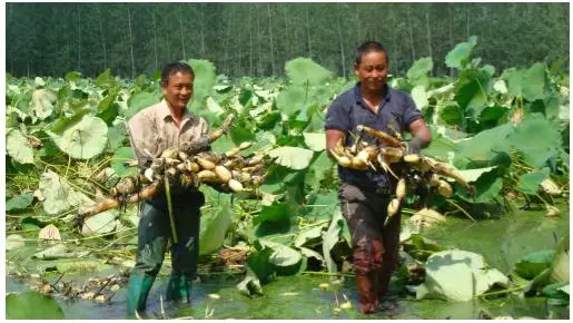 La récolte des racines de lotus dans la commune de Xinzhuang de la ville de Suqian (province du Jiangsu). Source : Suqian Daily