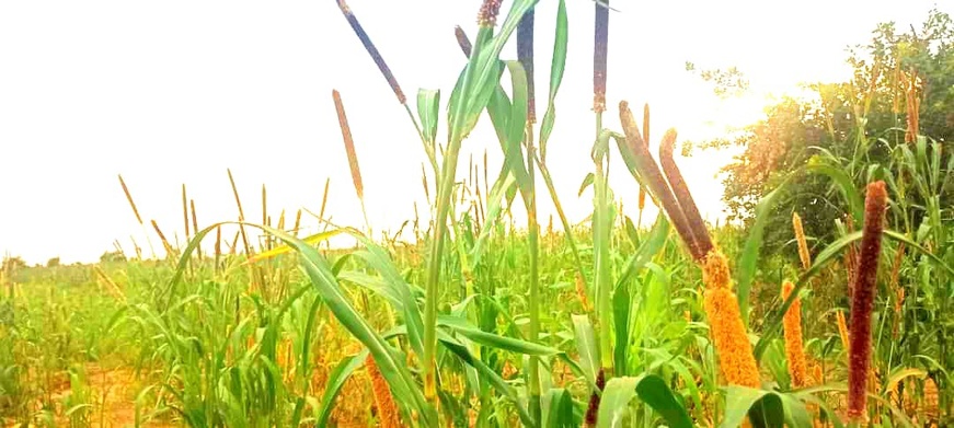 Tchad : Alerte à Koundjourou — Des milliers d’hectares de mil dévastés par les oiseaux granivores Tchad : Alerte à Koundjourou — Des milliers d’hectares de mil dévastés par les oiseaux granivores