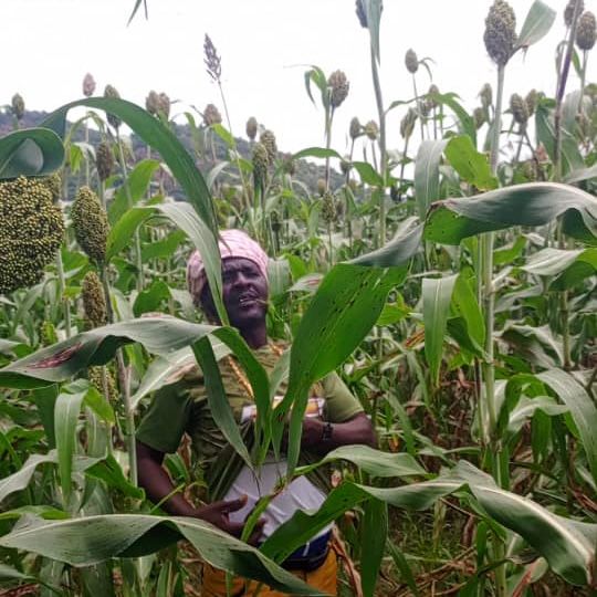 Tchad : Inquiétude des cultivateurs du Guéra Malgré un bon début de saison pluvieuse Tchad : Inquiétude des cultivateurs du Guéra Malgré un bon début de saison pluvieuse