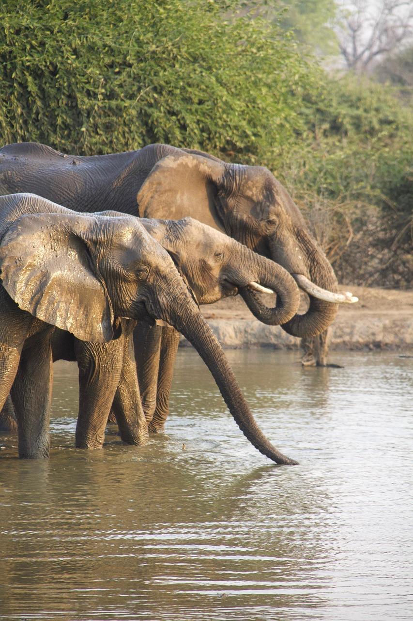 Tchad : SOS Éléphants s'inquiète de la résiliation du partenariat avec APN Tchad : SOS Éléphants s'inquiète de la résiliation du partenariat avec APN