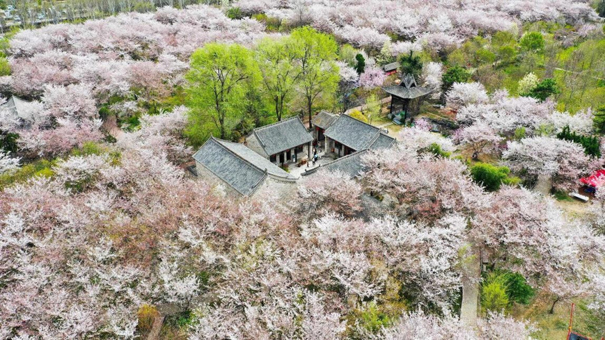 Photo taken on March 29, 2025 shows cherry blossoms in Yanling county, central China's Henan province. (Photo/Niu Shupei) Photo taken on March 29, 2025 shows cherry blossoms in Yanling county, central China's Henan province. (Photo/Niu Shupei)