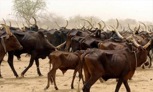 Tchad : premier fournisseur de bétail au Cameroun avec 35,7 milliards de FCFA d’exportations en 2024 Tchad : premier fournisseur de bétail au Cameroun avec 35,7 milliards de FCFA d’exportations en 2024