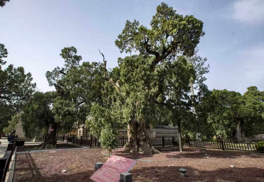 Photo shows ancient cypresses in the Cangjie Temple. (Photo/Peng Yipeng) Photo shows ancient cypresses in the Cangjie Temple. (Photo/Peng Yipeng)