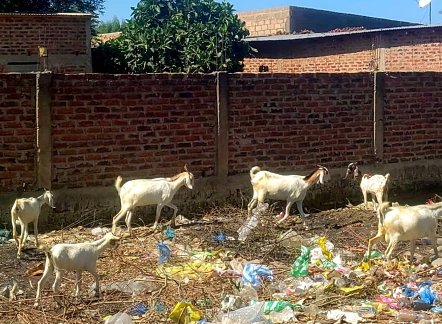 Tchad : Les Habitants de N’Djaména exaspérés par l’élevage de bétail en zone urbaine Tchad : Les Habitants de N’Djaména exaspérés par l’élevage de bétail en zone urbaine