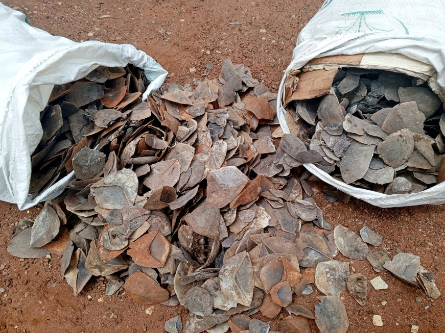Cameroun : deux personnes comparaîtront à Tibati pour trafic d'écailles de pangolin géant