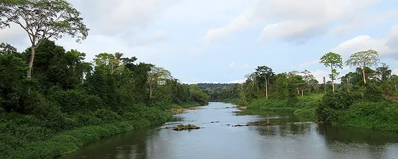 Cameroun:Une centaine de défenseurs de l'environnement attendus à Yaoundé