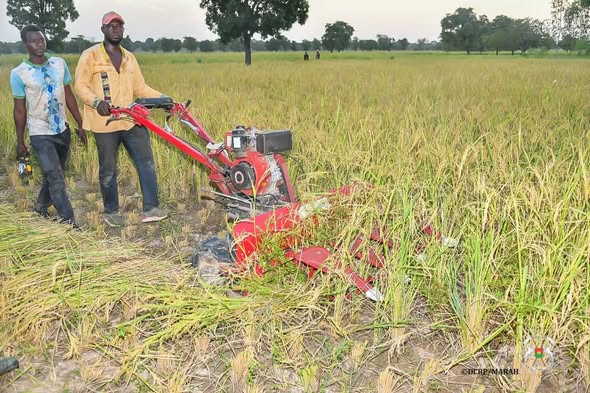 Burkina Faso – Campagne agropastorale 2025-2026 : Le Ministre d’État Ismaël SOMBIÉ assiste à la récolte mécanisée du riz à Karaba Burkina Faso – Campagne agropastorale 2025-2026 : Le Ministre d’État Ismaël SOMBIÉ assiste à la récolte mécanisée du riz à Karaba