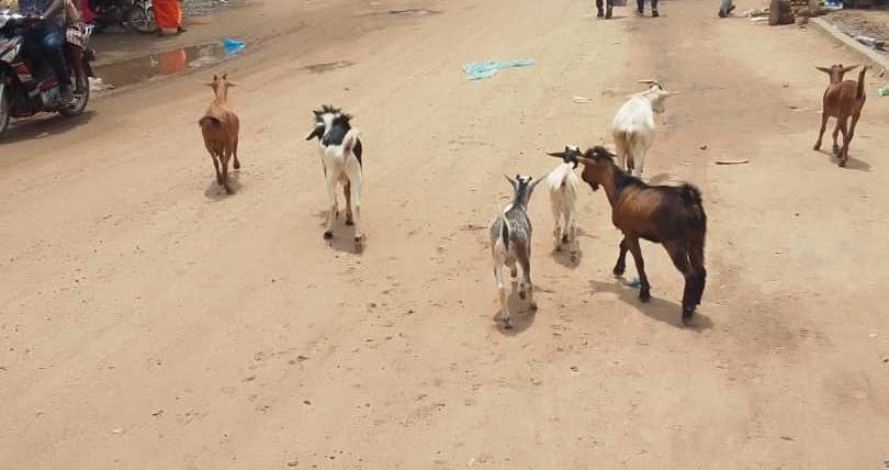 Tchad : à N’Djamena, des hommes en treillis se servent dans les troupeaux des pauvres à Ambata Tchad : à N’Djamena, des hommes en treillis se servent dans les troupeaux des pauvres à Ambata