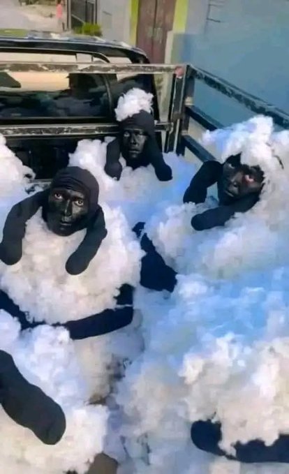 Insolite Algérie : Ils tentent de rejoindre l'Espagne déguisés en moutons ! Insolite Algérie : Ils tentent de rejoindre l'Espagne déguisés en moutons !